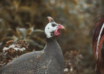 Morte de galinhas-d’angola leva ao fechamento temporário do BioParque do Rio