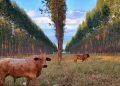 Nova planilha fortalece manejo de florestas em lavouras integradas