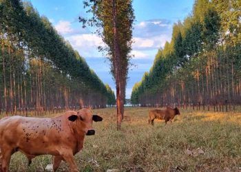 Nova planilha fortalece manejo de florestas em lavouras integradas