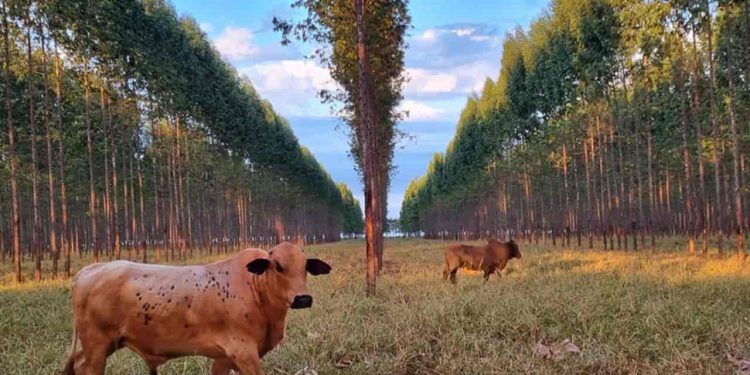 Nova planilha fortalece manejo de florestas em lavouras integradas