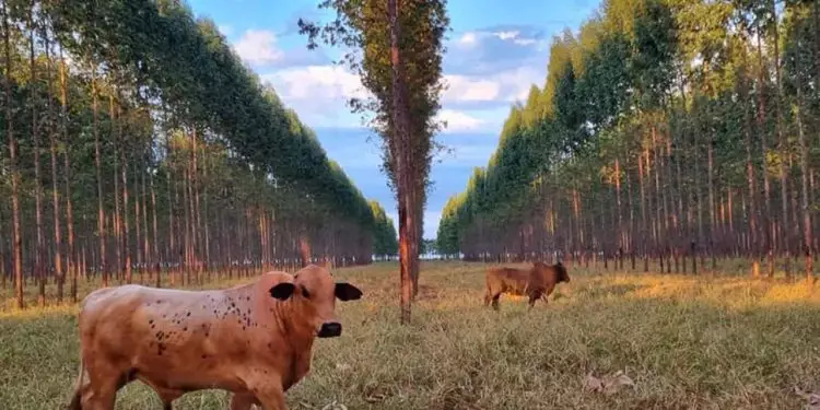 Nova planilha fortalece manejo de florestas em lavouras integradas