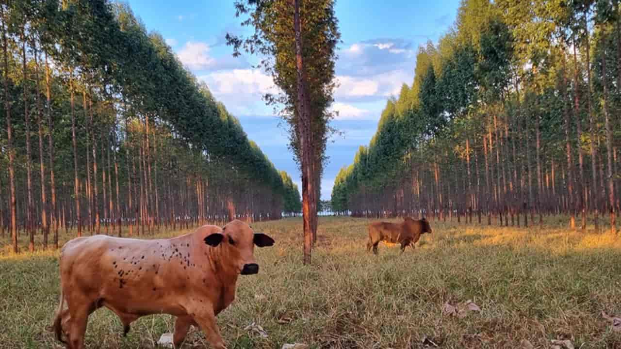 Nova planilha fortalece manejo de florestas em lavouras integradas