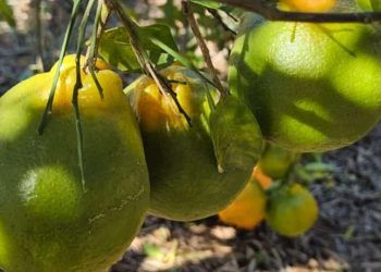 Nova regra federal impõe controle mais rígido contra Greening em pomares de Goiás