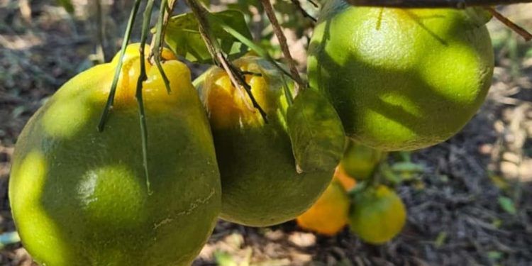 Nova regra federal impõe controle mais rígido contra Greening em pomares de Goiás