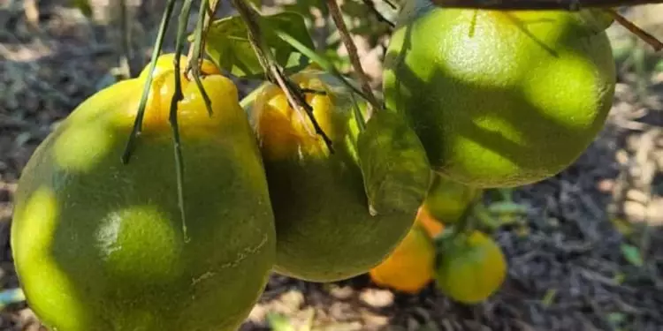 Nova regra federal impõe controle mais rígido contra Greening em pomares de Goiás