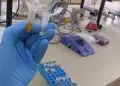 Nova técnica analisa resíduos de pesticidas no pólen de laranjeira com alta precisão