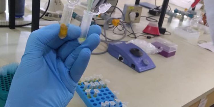 Nova técnica analisa resíduos de pesticidas no pólen de laranjeira com alta precisão