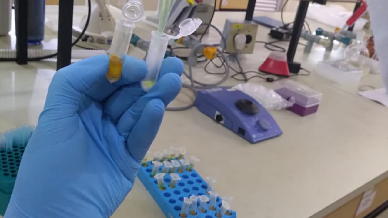 Nova técnica analisa resíduos de pesticidas no pólen de laranjeira com alta precisão
