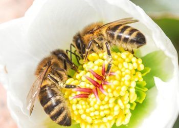 Polinização animal responde por 16% do valor da produção agrícola em 2023