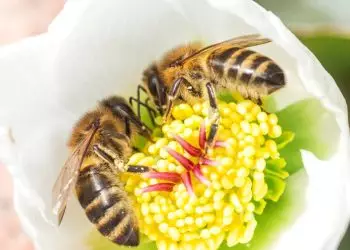 Polinização animal responde por 16% do valor da produção agrícola em 2023