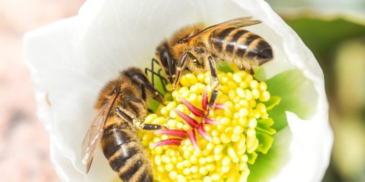 Polinização animal responde por 16% do valor da produção agrícola em 2023