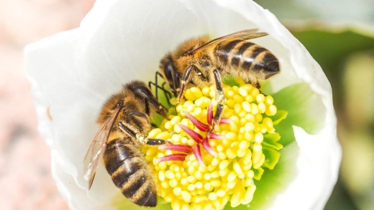 Polinizacao animal responde por 16 do valor da producao agricola em 2023