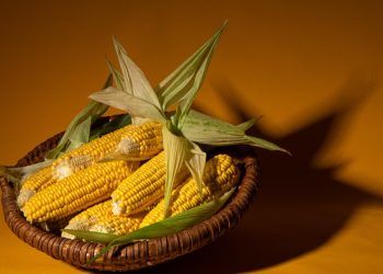 Preços do milho para alimentação animal caem em várias regiões do país