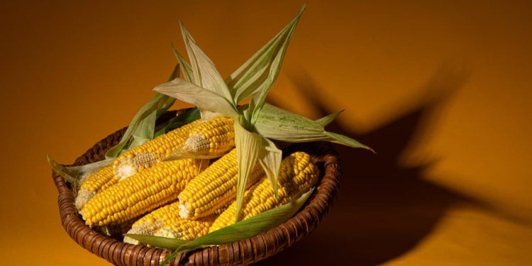 Preços do milho para alimentação animal caem em várias regiões do país