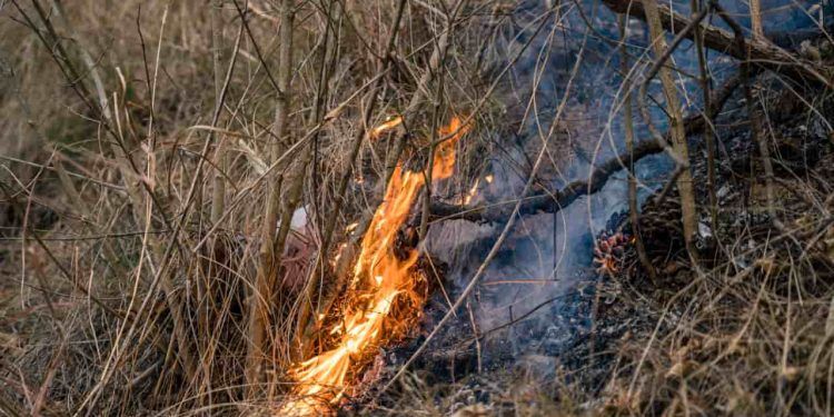 Proibição do uso do fogo entra em vigor para conter incêndios florestais em Goiás