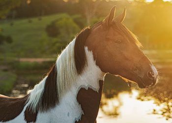 Ração produzida em Goiás é ligada à morte de 284 cavalos e tem fabricação suspensa