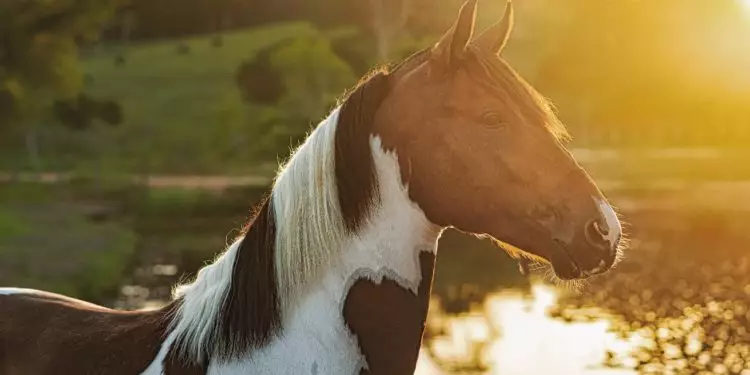 Ração com substância tóxica causa morte de 284 cavalos e tem produção suspensa 1 Ração produzida em Goiás é ligada à morte de 284 cavalos e tem fabricação suspensa