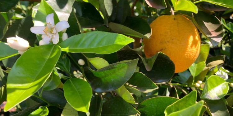 Região citrícola do Brasil armazena 36 milhões de toneladas de carbono
