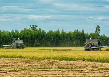 Selic a 15% dificulta financiamento do Plano Safra, diz ministro da Agricultura