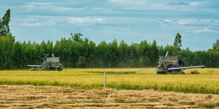 Selic a 15% dificulta financiamento do Plano Safra, diz ministro da Agricultura