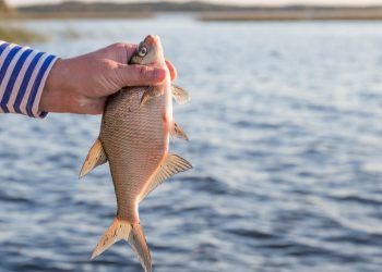 Setor de pescados alerta para impacto de nova tarifa dos EUA nas exportações brasileiras