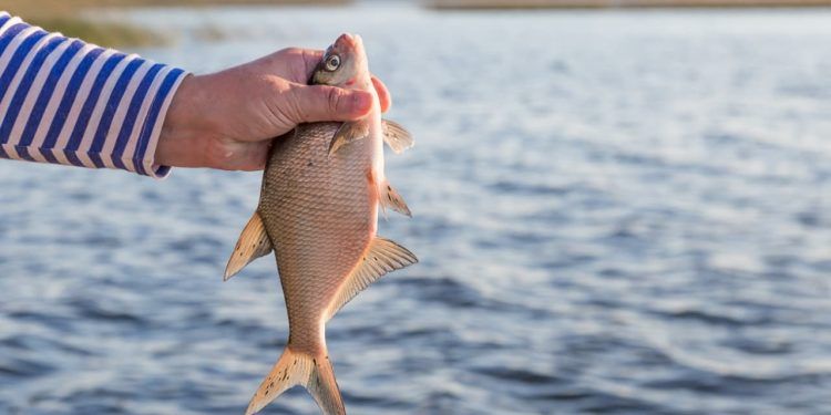 Setor de pescados alerta para impacto de nova tarifa dos EUA nas exportações brasileiras