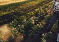 Uso de herbicidas dispara no Brasil com avanço da resistência ao glifosato