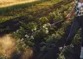 Uso de herbicidas dispara no Brasil com avanço da resistência ao glifosato