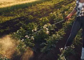 Uso de herbicidas dispara no Brasil com avanço da resistência ao glifosato