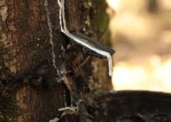 Valor da borracha natural importada recua 4,8% em junho