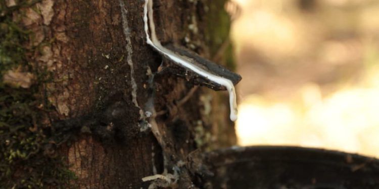 Valor da borracha natural importada recua 4,8% em junho