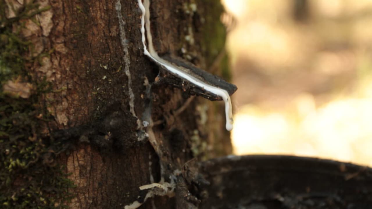 Valor da borracha natural importada recua 4,8% em junho