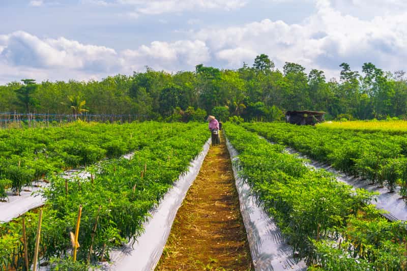 Ranking revela os 20 maiores influenciadores do agro em 2025 2 Agronegócio brasileiro