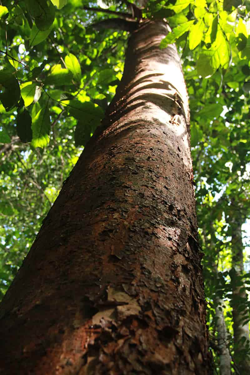 Zoneamento climático orienta práticas sustentáveis na floresta amazônica 3 Amazonia
