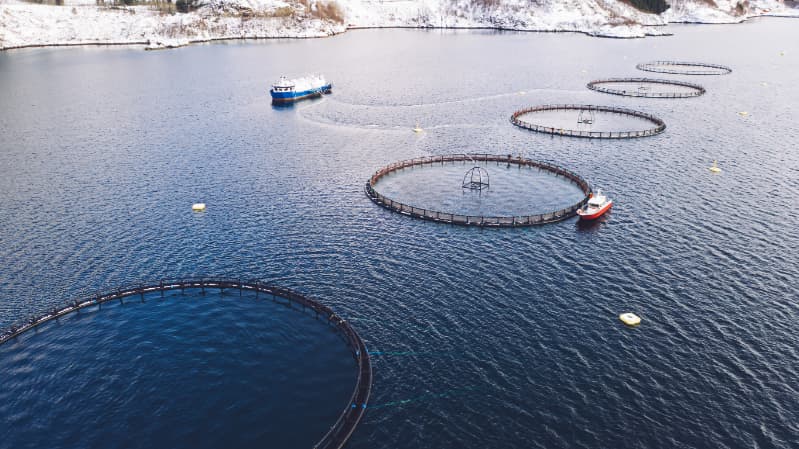Aquicultura