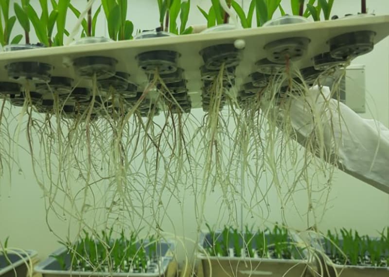 Bactéria da Caatinga é usada em tecnologia que protege lavouras da seca 3 Bacteria