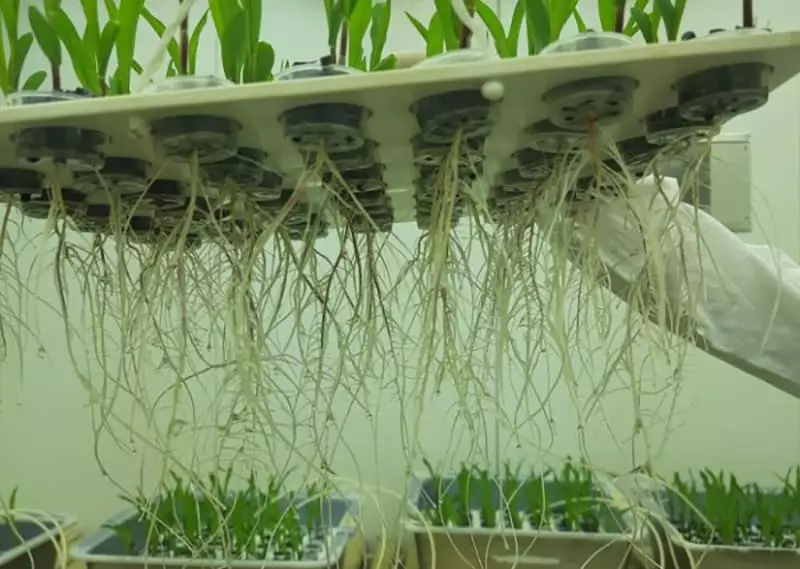 Bactéria da Caatinga é usada em tecnologia que protege lavouras da seca 3 Bacteria