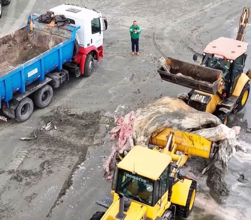 Baleia em decomposição
