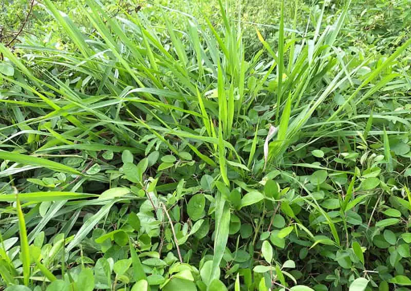 Bioinsumo para pastagens