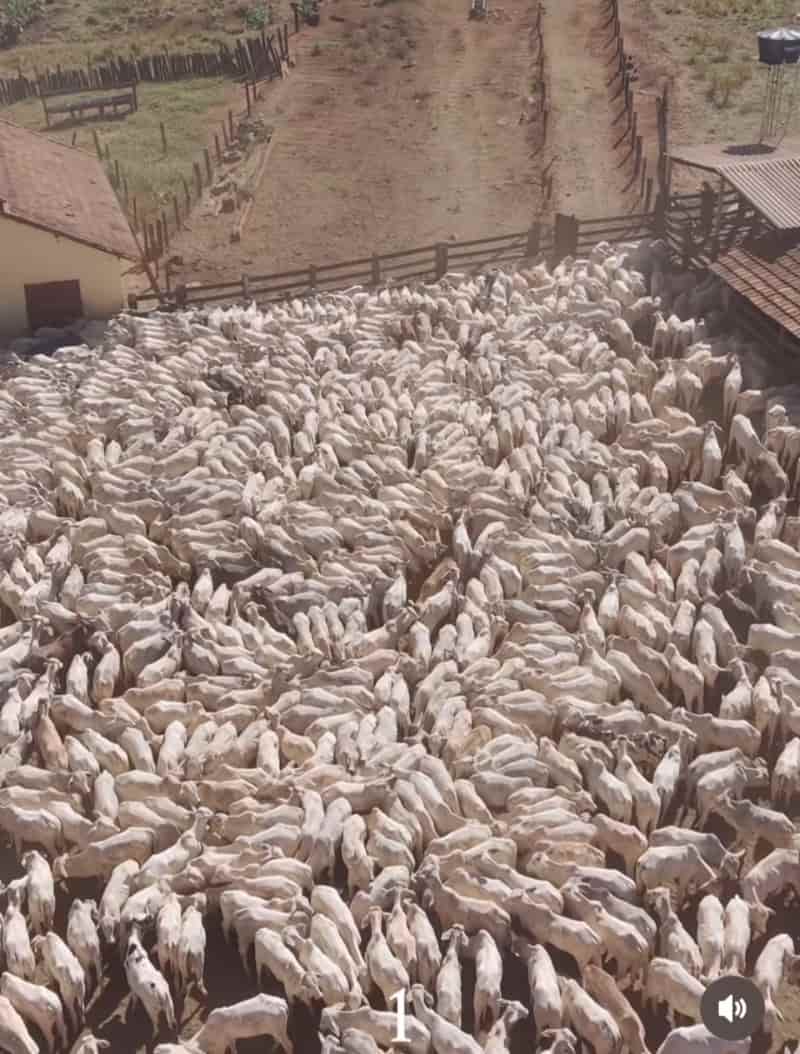 Vídeo: mais de 2 mil bois são conduzidos em fazenda de Goiás e cena impressiona na web 2 Bois sendo levados ao curral