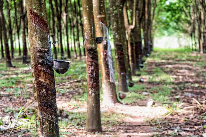 Valor da borracha natural importada recua 4,8% em junho 2 Borracha natural