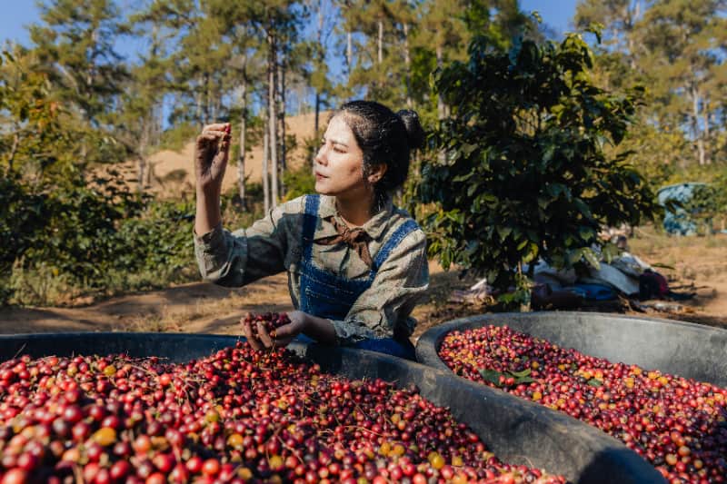 Cafeicultura