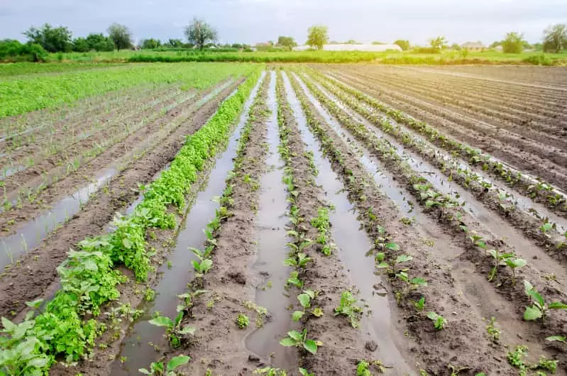 Chuvas impulsionam lavouras e mantêm bom desenvolvimento das safras, aponta Conab 2 chuvas em plantações