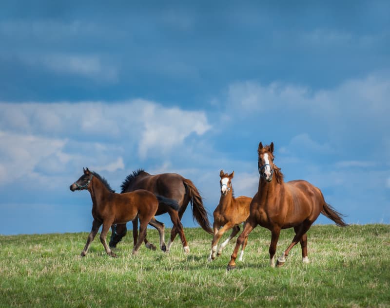 Contaminação em ração para cavalos provoca 245 mortes e mobiliza alerta sanitário no país 2 Contaminação em rações