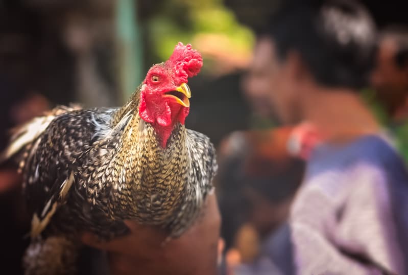 Gripe aviária é registrada em galinha de criação doméstica em BH 2 Gripe aviária