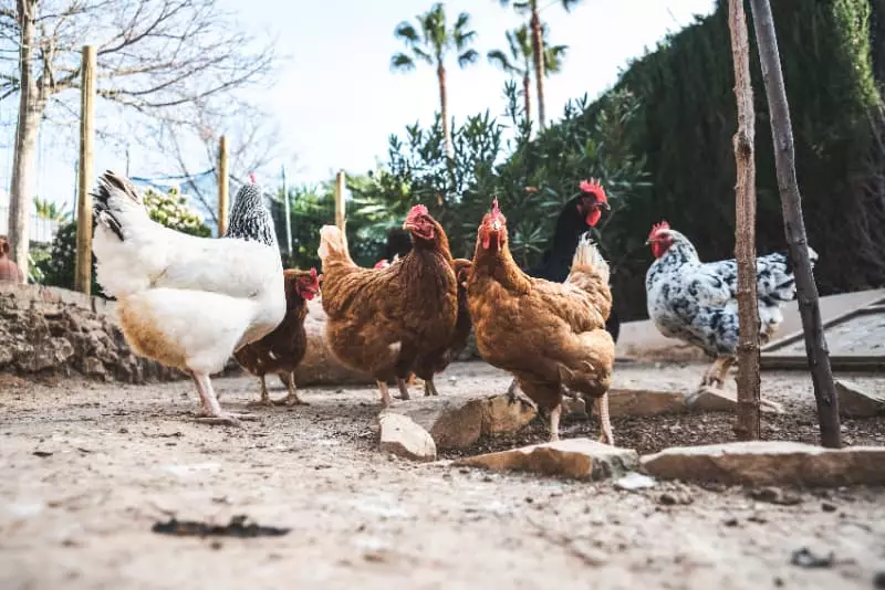 Gripe aviária em aves domésticas