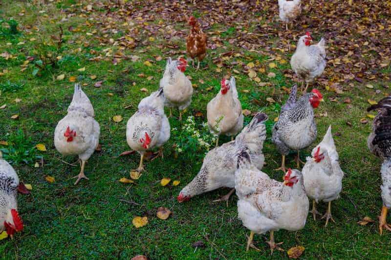 Ceará registra primeiro foco de gripe aviária em aves domésticas 3 Gripe aviária no Ceará