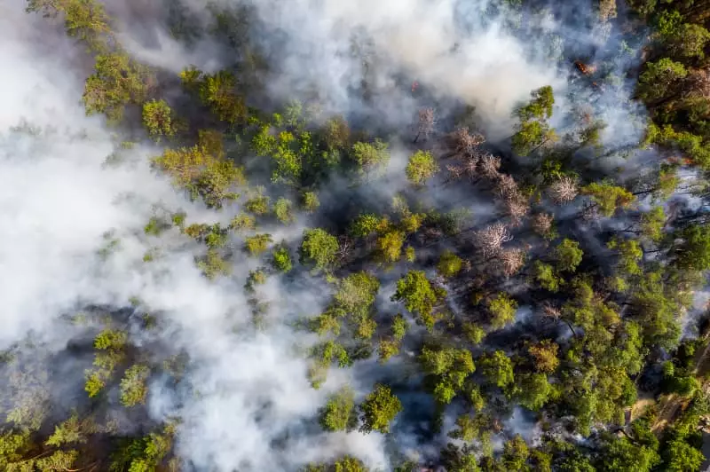 Incêndios impulsionam alta no desmatamento na Amazônia entre agosto e junho de 2025 2 Incêndios na Amazônia