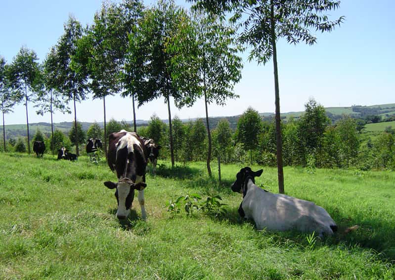 Nova planilha fortalece manejo de florestas em lavouras integradas 2 Integração lavoura-pecuária