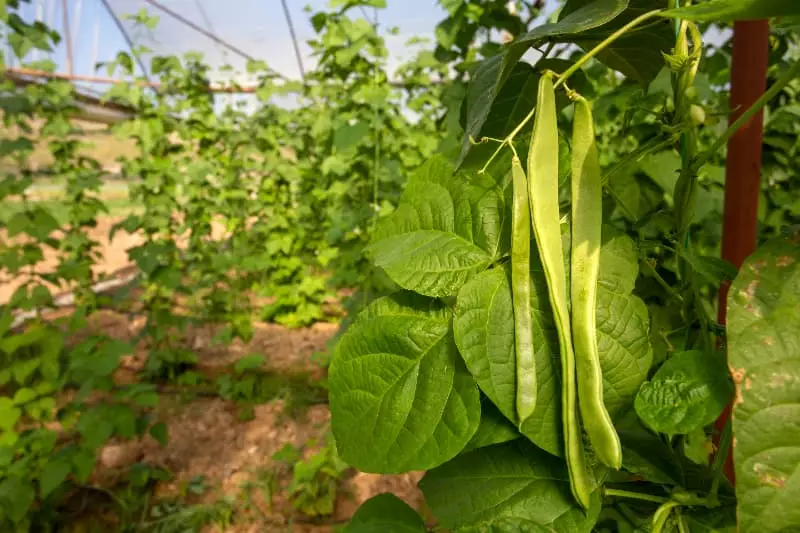 Ações de monitoramento identificam pragas em lavouras de feijão e melancia em Goiás 3 Lavoura de feijão